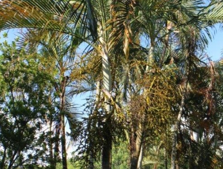 黃椰子樹照顧 黃椰子樹照顧