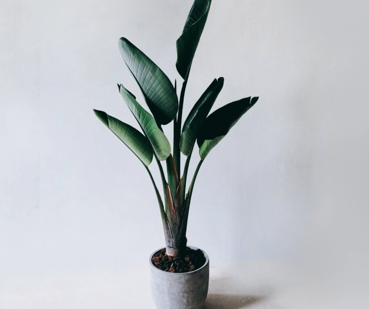 天堂鸟盆栽怎麼養 天堂鸟盆栽怎麼養