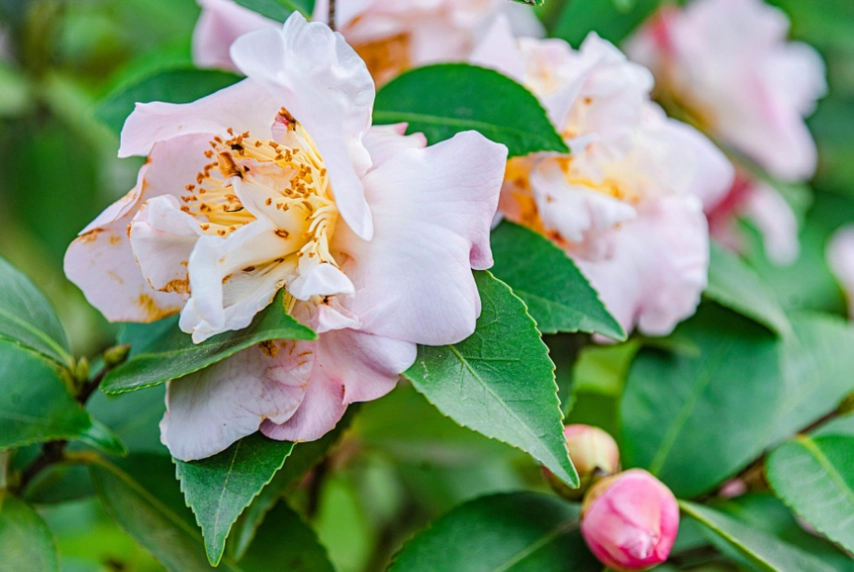 灌木耐陰品種 灌木耐陰品種