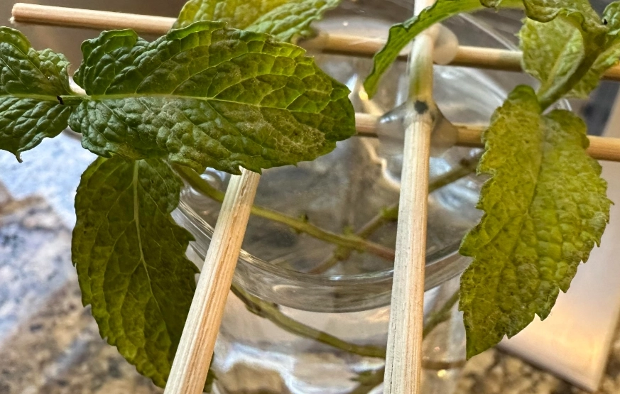 薄荷水耕种植技巧 薄荷水耕种植技巧