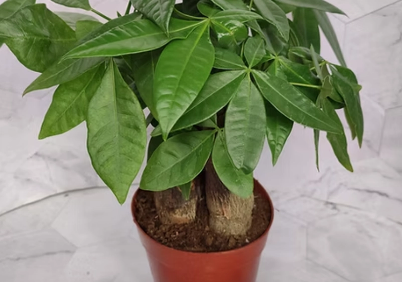 發財樹多久澆水 發財樹多久澆水