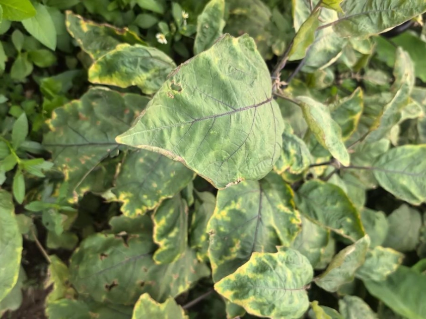 蔬菜葉子變黃原因 蔬菜葉子變黃原因