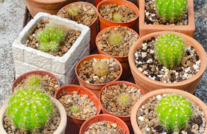 低光照多肉植物