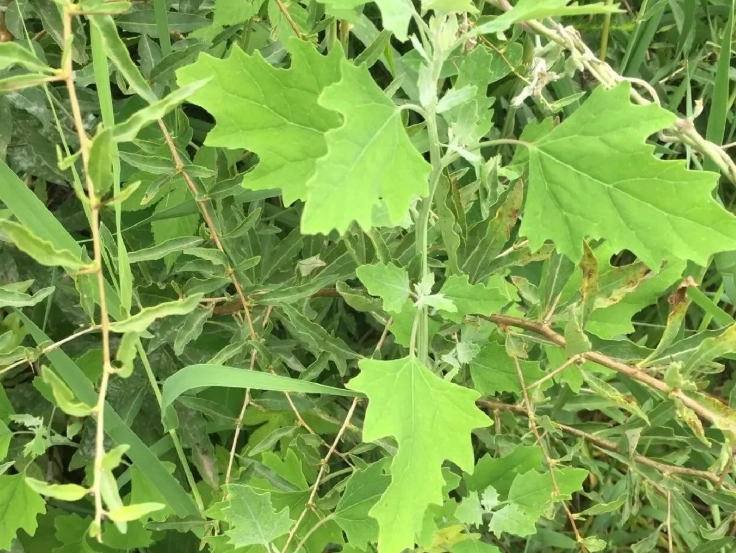 野草管理 野草管理