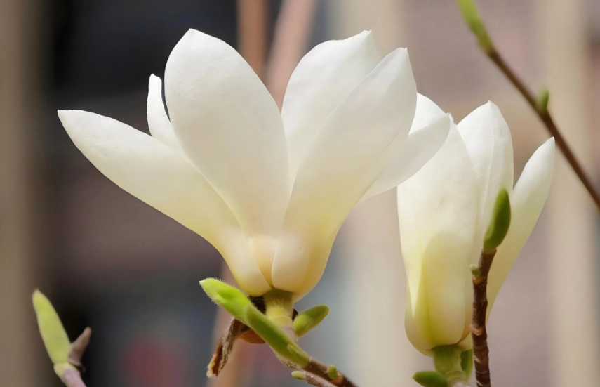 白玉蘭花語意義