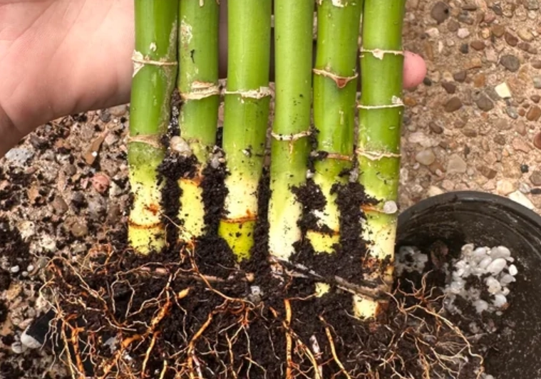 富貴竹發霉處理