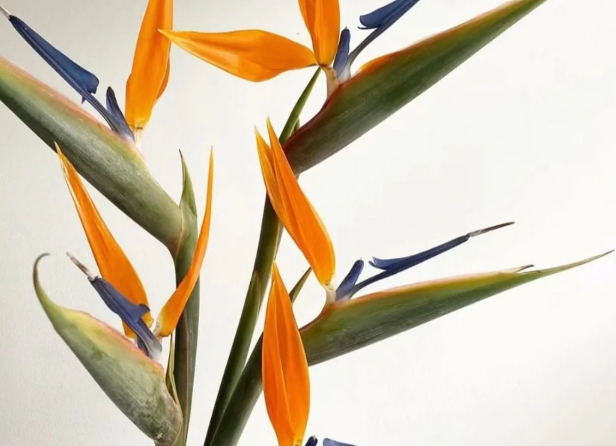 天堂鳥健康好處