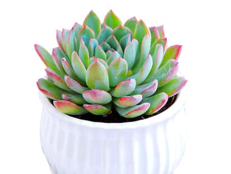 多肉養護技巧 多肉養護技巧