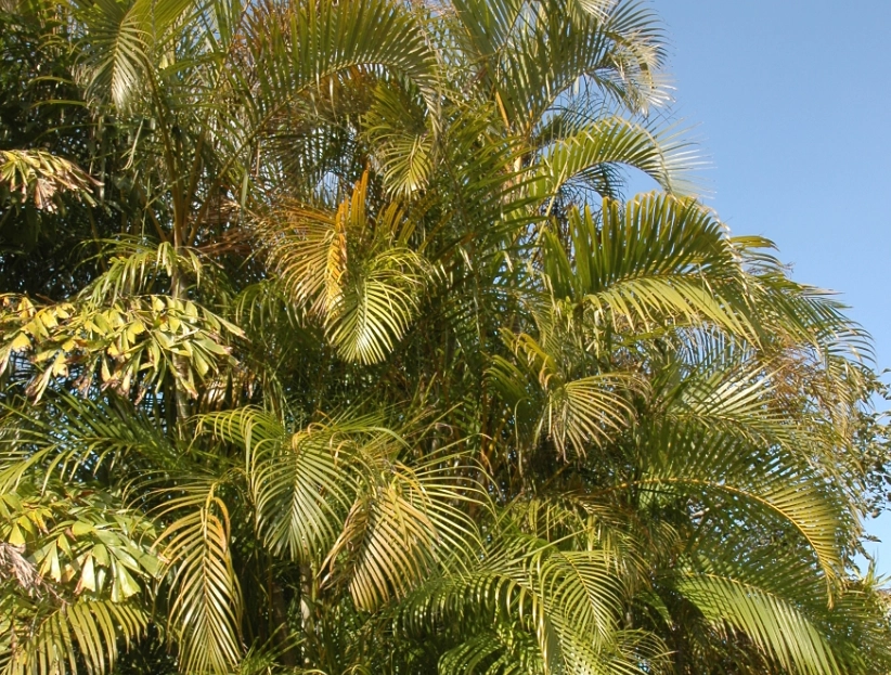 黃椰子樹種植 黃椰子樹種植