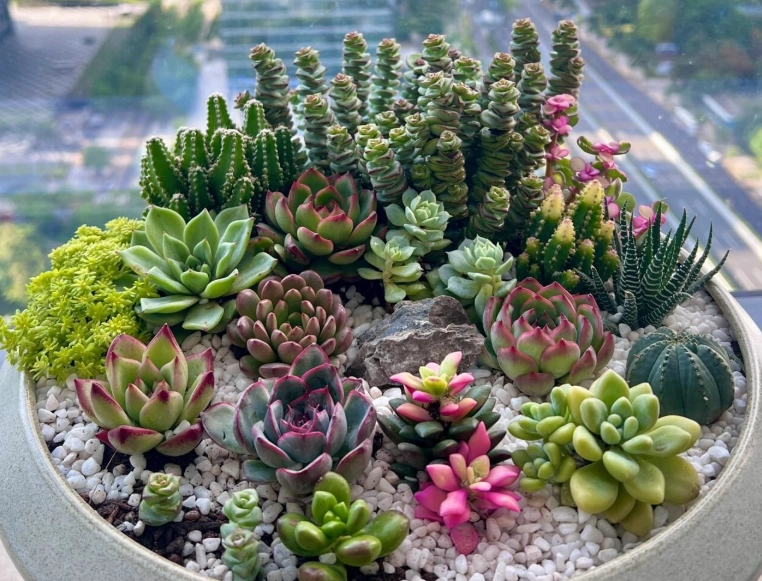 多肉植物養護方法