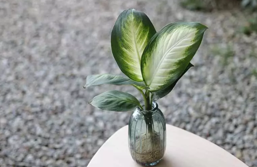 辦公室植物養護 辦公室植物養護