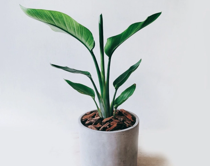 天堂鸟盆栽養護 天堂鸟盆栽養護