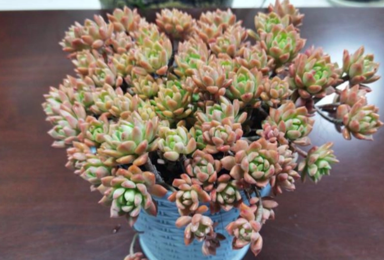 多肉植物多久浇水一次