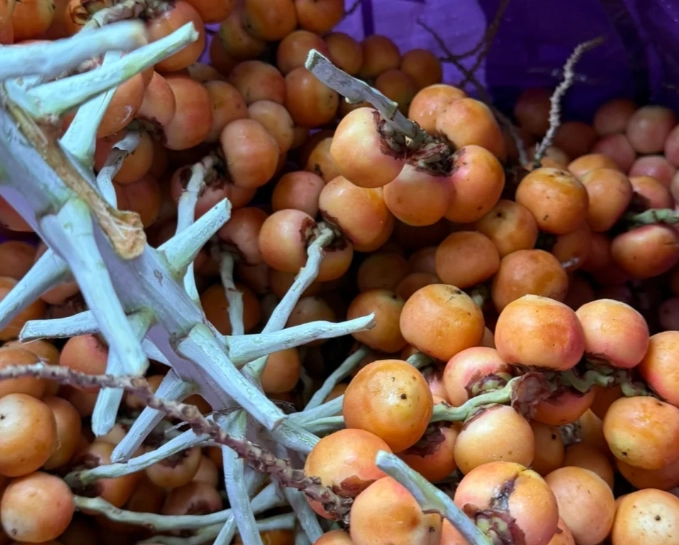 黃椰子果實種植 黃椰子果實種植