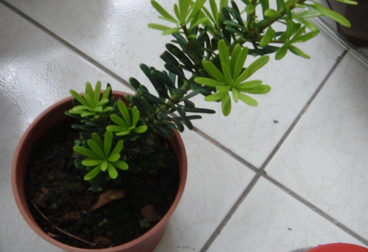 赤玉土栽培 赤玉土栽培