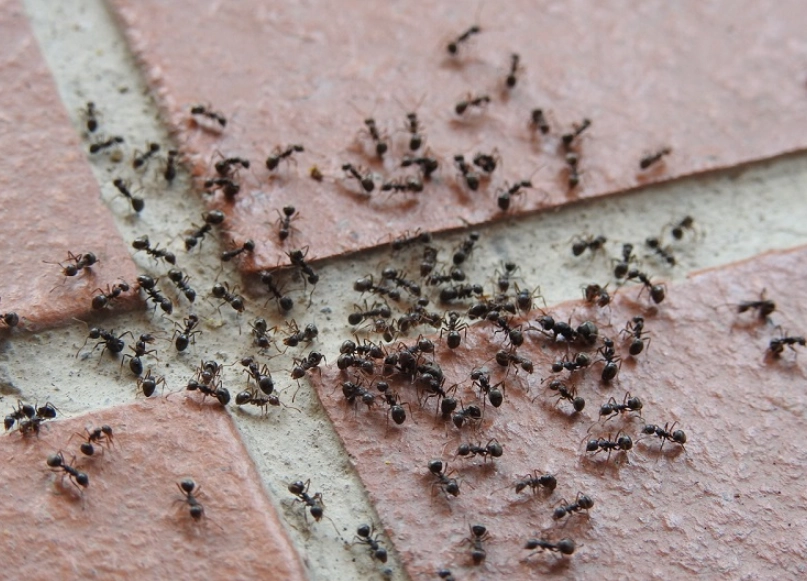 夢見螞蟻成群解析 夢見螞蟻成群解析