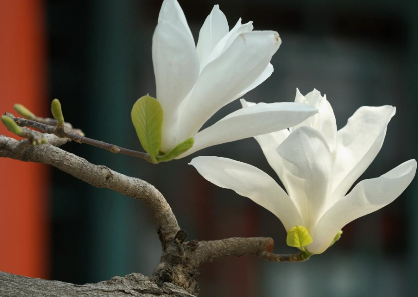 玉蘭花養護方法 玉蘭花養護方法