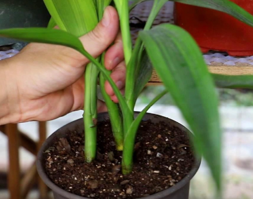 土培富貴竹方法 土培富貴竹方法