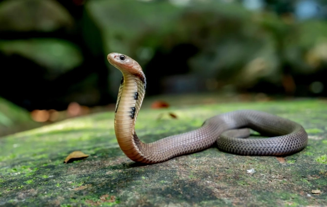 女人夢見蛇解夢 女人夢見蛇解夢