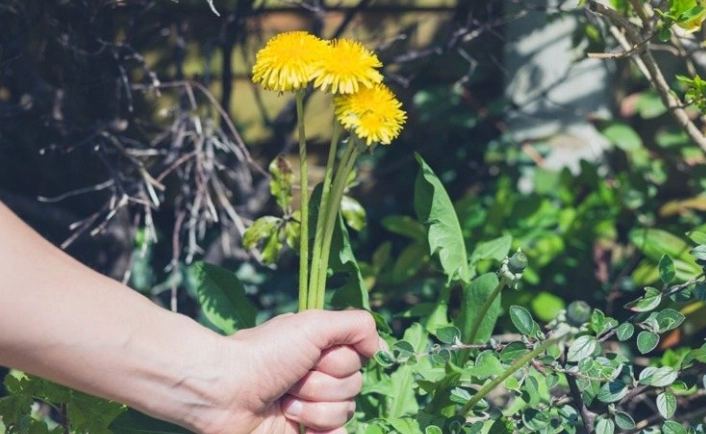 台灣路邊植物 台灣路邊植物