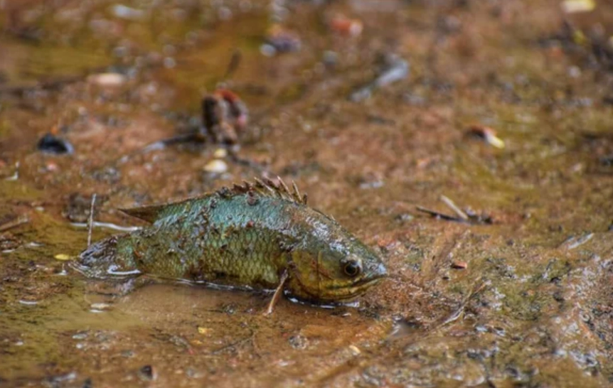 夢見魚心理分析