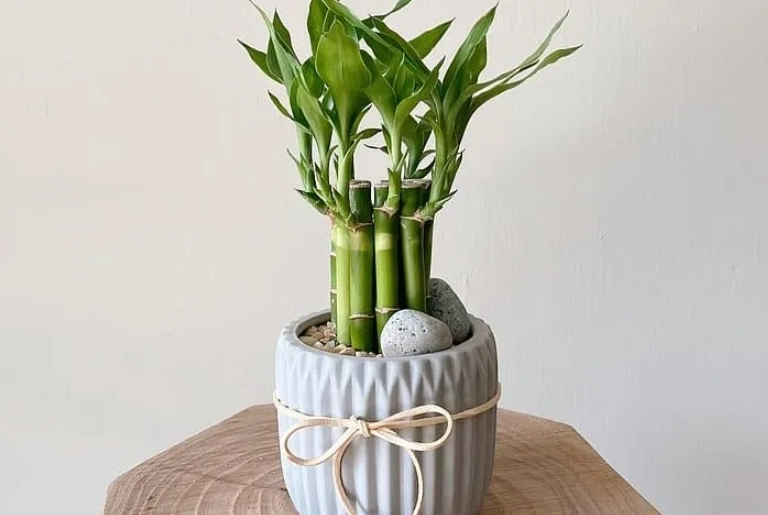 開運竹種植方法 開運竹種植方法