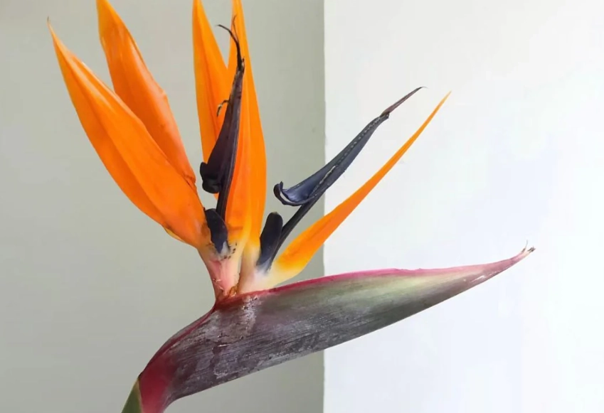 天堂鳥種植技巧