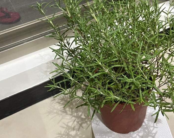 香草阳光需求 香草阳光需求