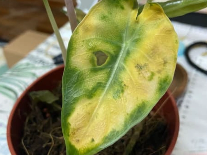 觀音蓮養護技巧 觀音蓮養護技巧