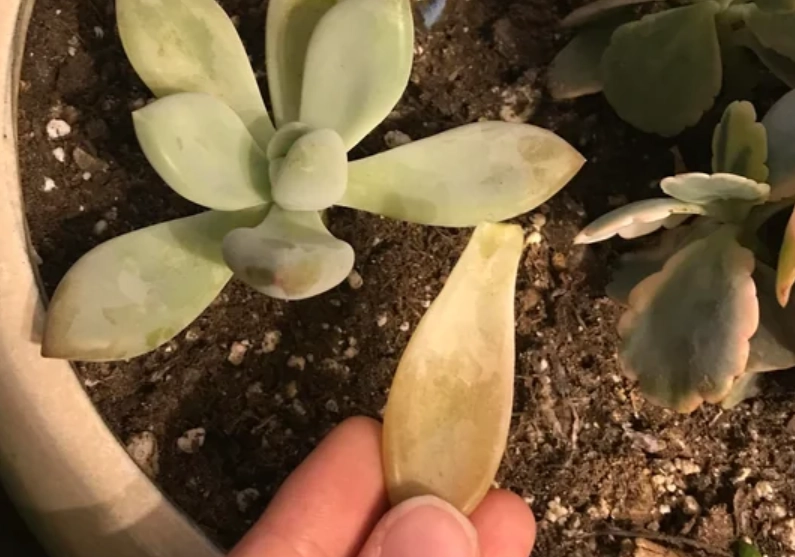 葉子一碰就掉解決 葉子一碰就掉解決