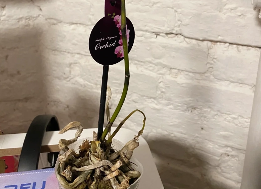 蝴蝶蘭葉子掉落 蝴蝶蘭葉子掉落