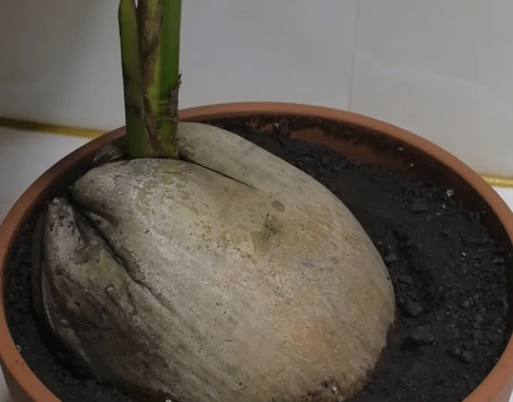 椰子树栽培技巧 椰子树栽培技巧