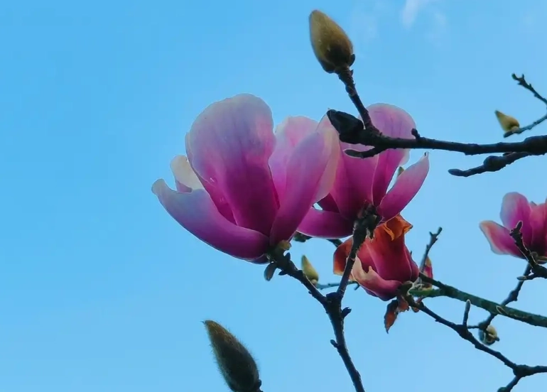 玉蘭花修剪方法