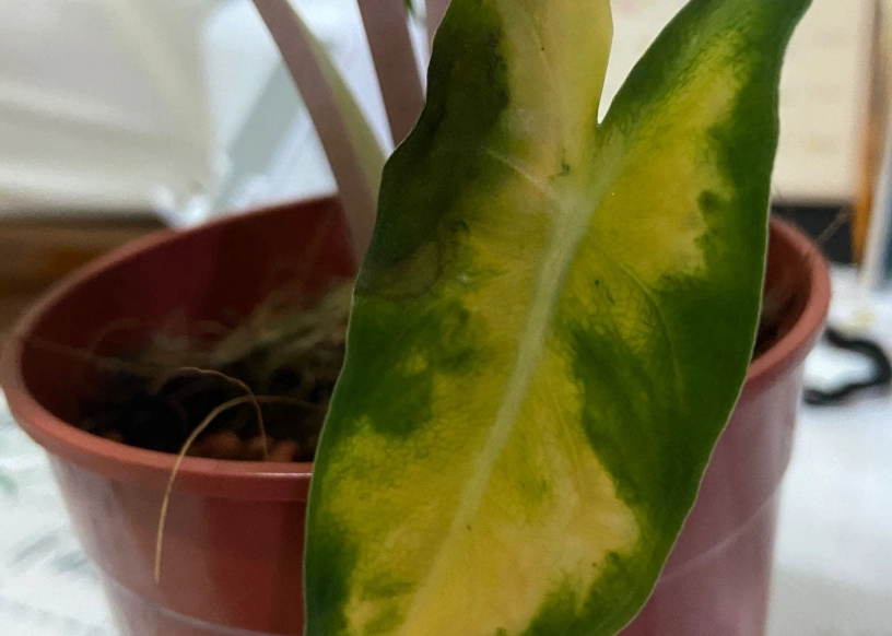 觀音蓮葉子變黃原因 觀音蓮葉子變黃原因