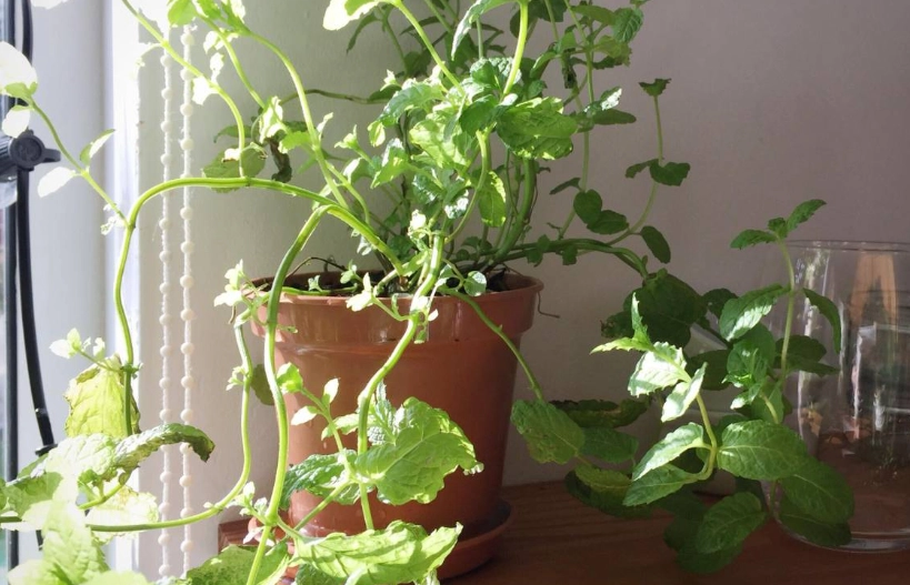 薄荷種植技巧 薄荷種植技巧