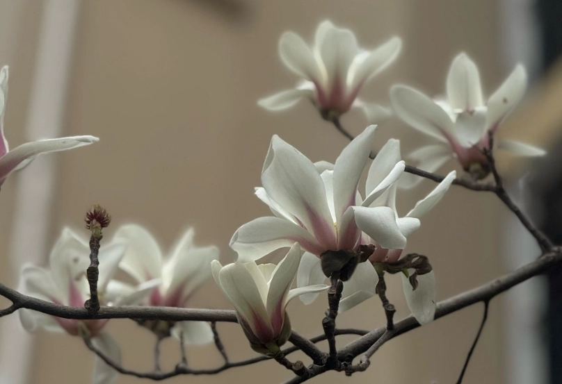 玉蘭花修剪方法