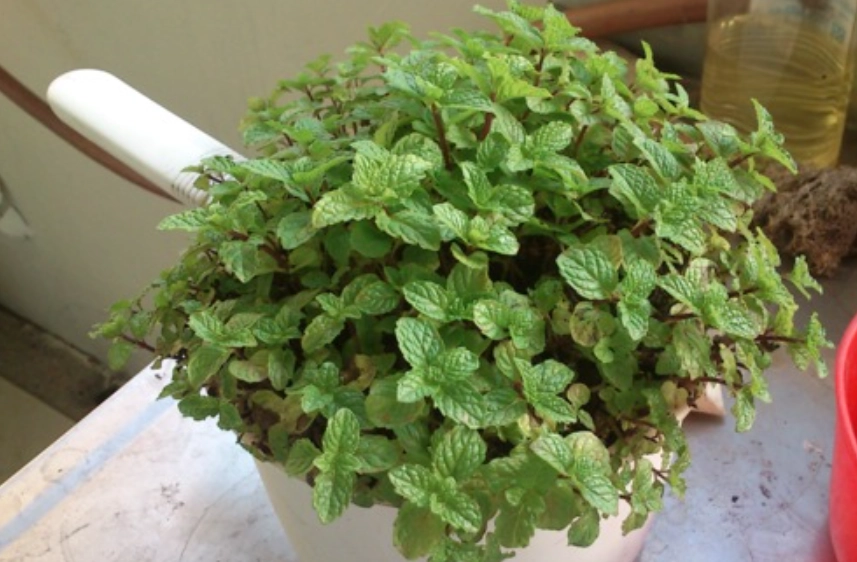 綠薄荷種植方法