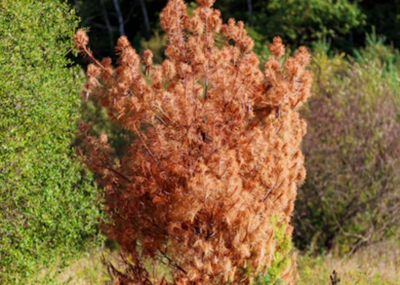 松樹枯枝原因 松樹枯枝原因