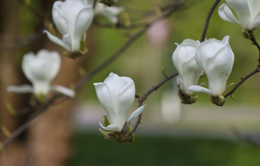 白玉蘭樹養護 白玉蘭樹養護