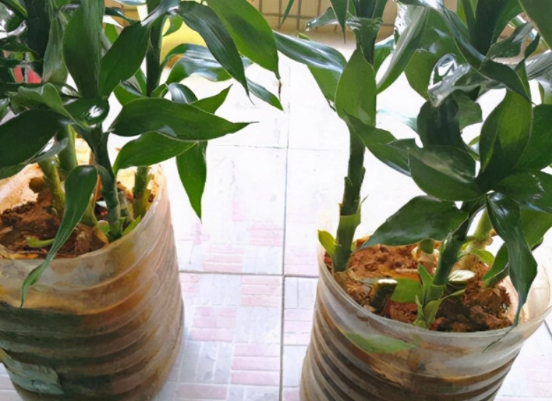 富貴竹養護技巧 富貴竹養護技巧