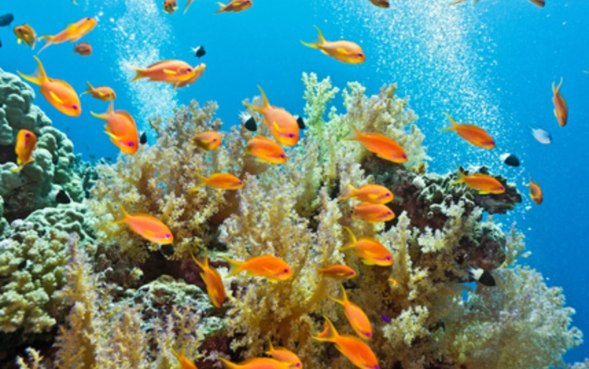 魚類夢境 解析 魚類夢境 解析