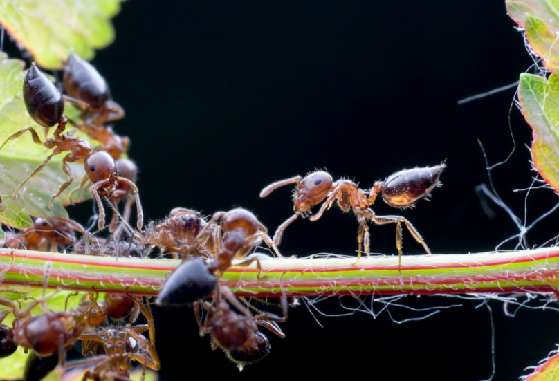 夢見很多螞蟻 夢見很多螞蟻