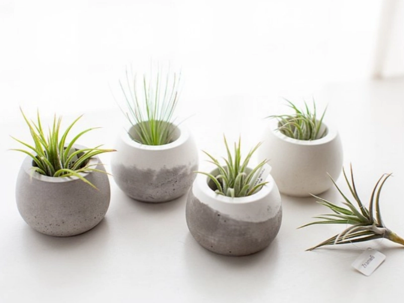 室內小盆栽推薦