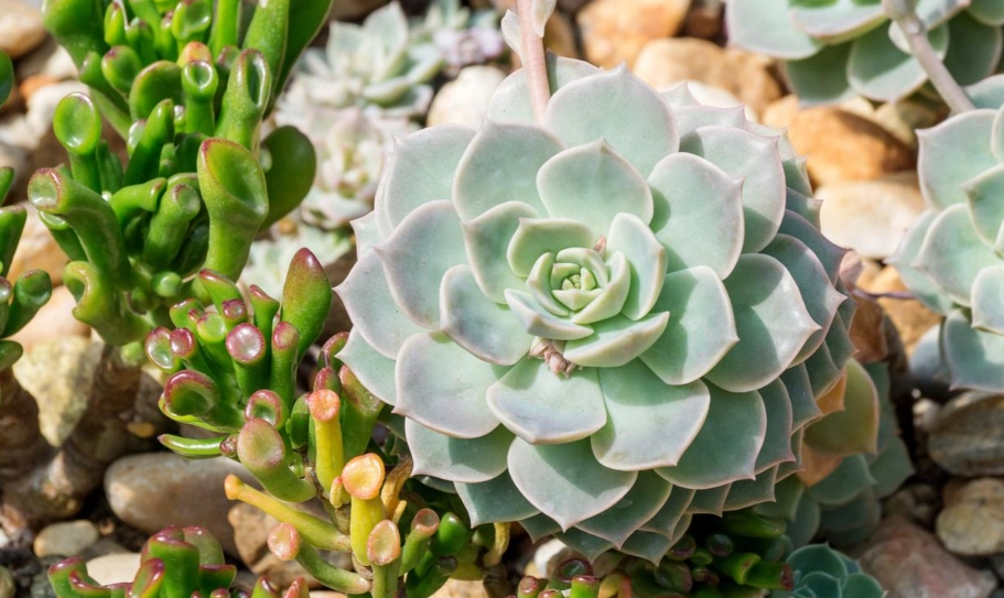 多肉植物養護 多肉植物養護