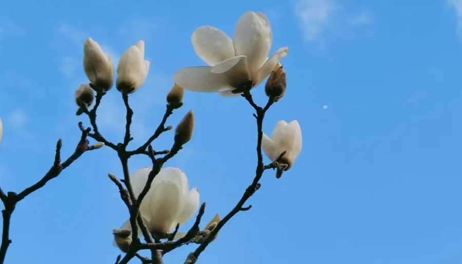 白玉蘭花種植方法