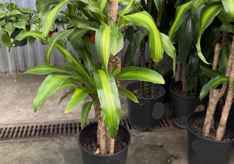 巴西木浇水技巧 巴西木浇水技巧