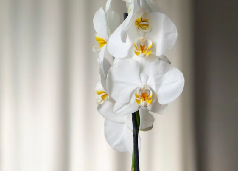 白色蘭花象徵