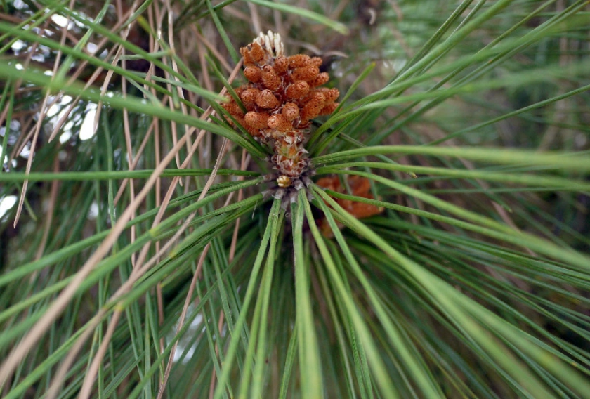 黑松盆栽技巧 黑松盆栽技巧