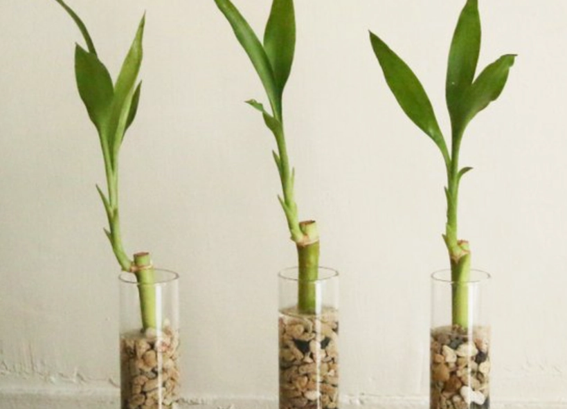 水培萬年青技巧