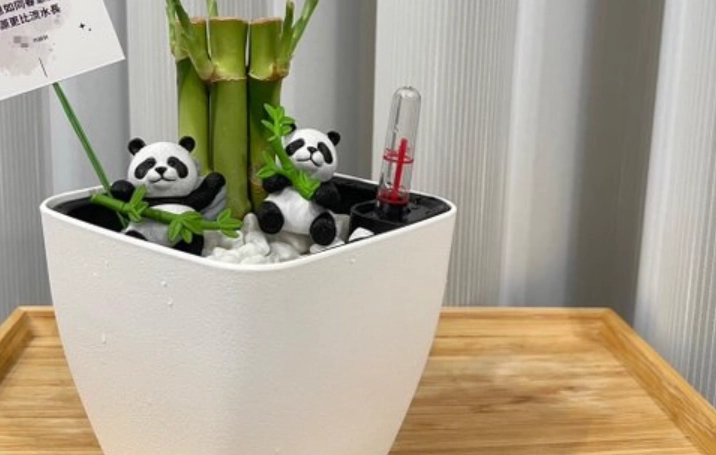 土栽開運竹技巧 土栽開運竹技巧